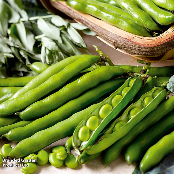 Broad Bean 'Aquadulce Claudia' - Seeds