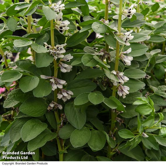 Broad Bean 'De Monica' - Gourmet Veg Seeds