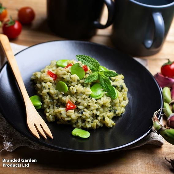 Broad Bean 'Statissa' - Gourmet Veg Seeds