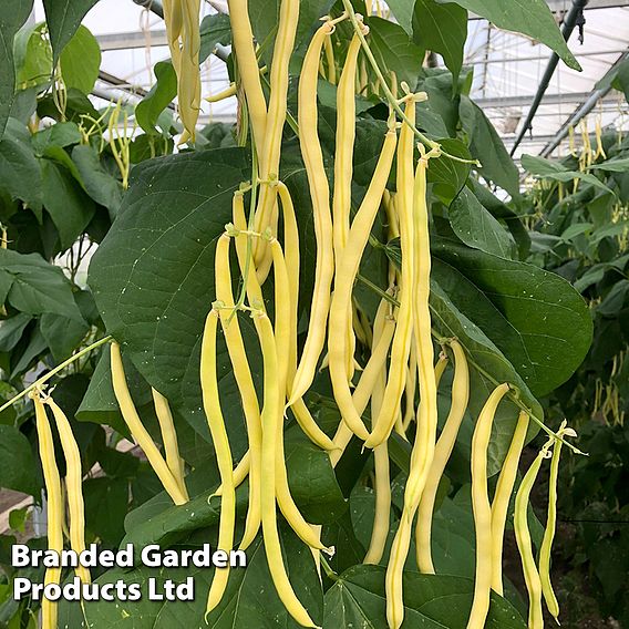 Climbing French Bean 'Sunshine' - Seeds