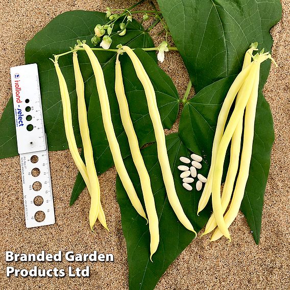 Climbing French Bean 'Sunshine' - Seeds