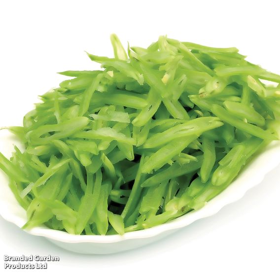 Climbing Bean 'Cobra' - Organic Seeds