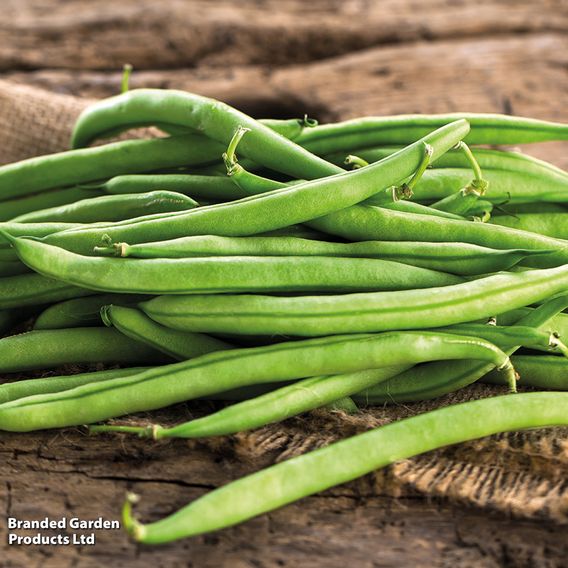 Climbing Bean 'Cobra' - Organic Seeds