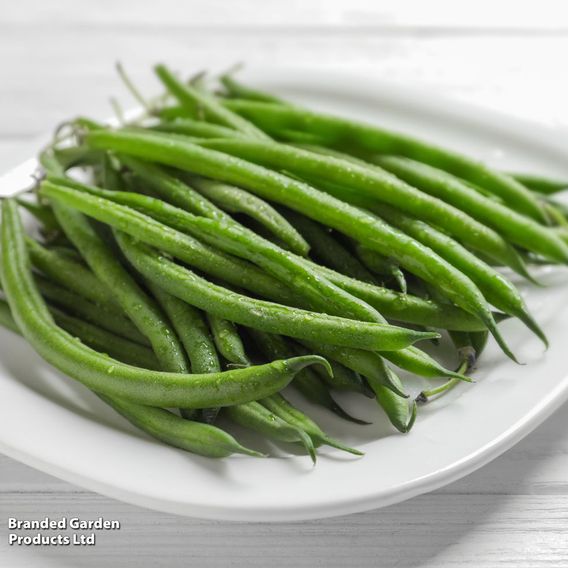Climbing Bean 'Cobra' - Organic Seeds