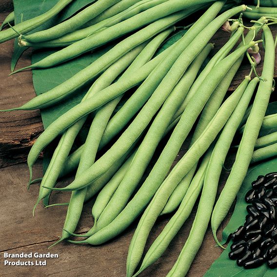 Climbing Bean 'Cobra' - Organic Seeds
