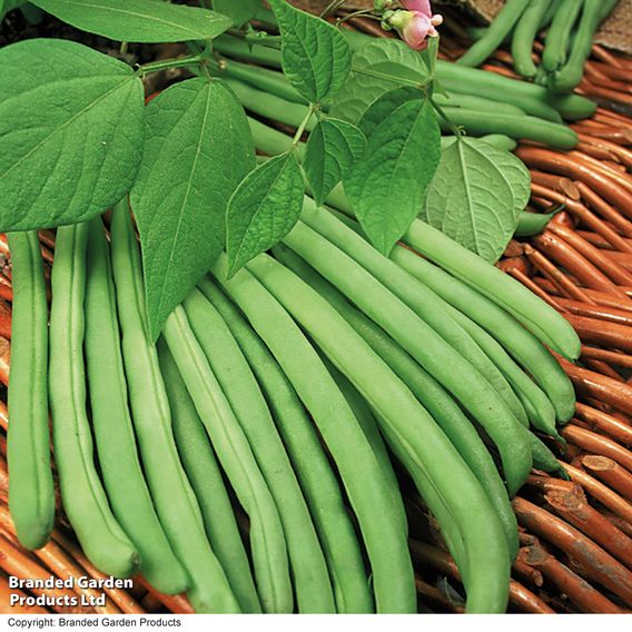 Climbing Bean 'Cobra' - Organic Seeds