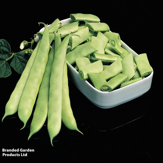 Dwarf Bean 'Mendoza' - Seeds