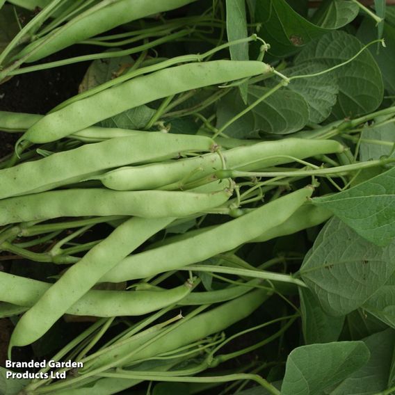 Dwarf Bean 'Mendoza' - Seeds
