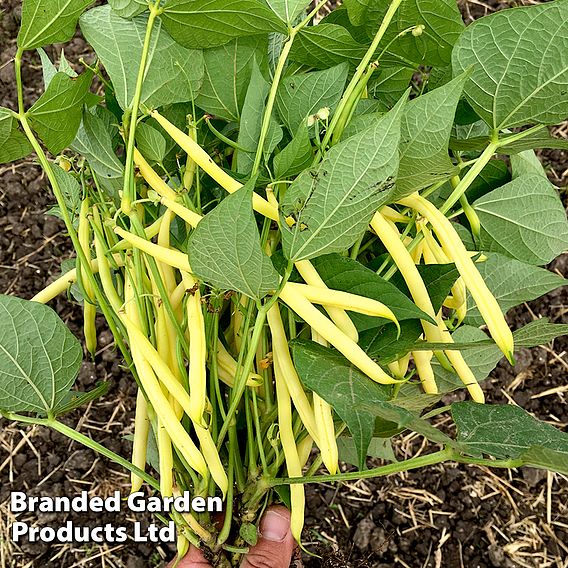 Dwarf French Bean 'Dior' - Seeds
