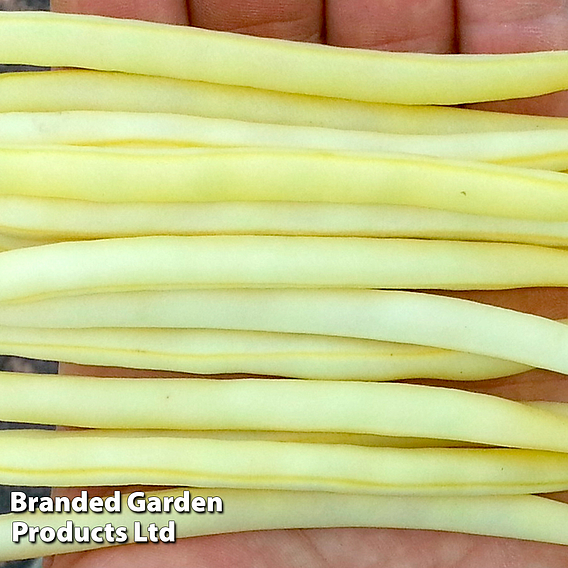 Dwarf French Bean 'Dior' - Seeds