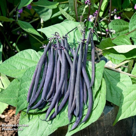 Dwarf French Bean 'Mistik' - Seeds