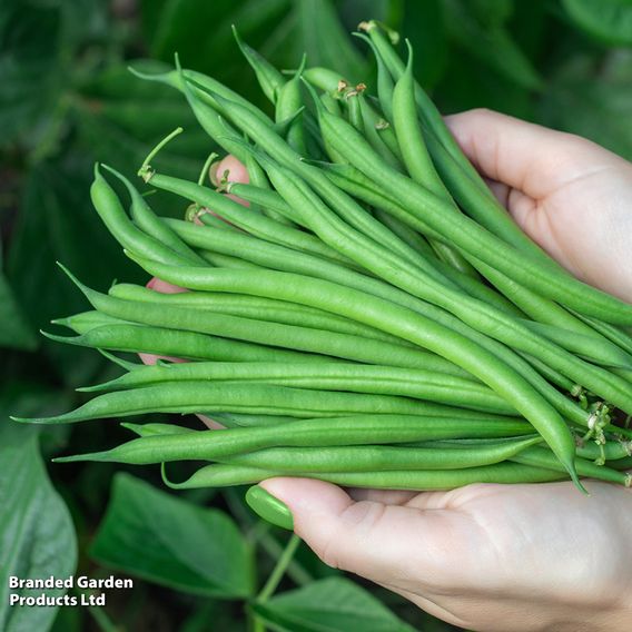 Dwarf Bean 'Faraday' - Organic Seeds