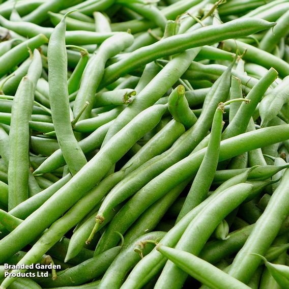 Dwarf Bean 'Faraday' - Organic Seeds