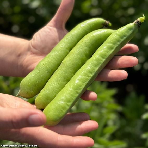Broad Bean 'Masterpiece Green Longpod' - Seeds