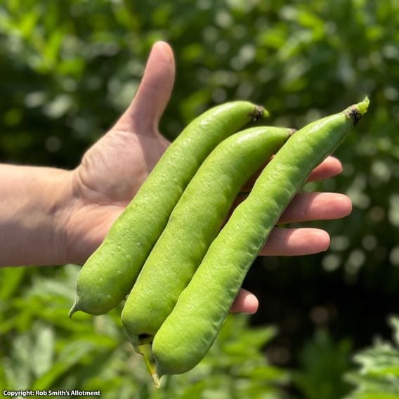 Broad Bean 'Masterpiece Green Longpod' - Seeds