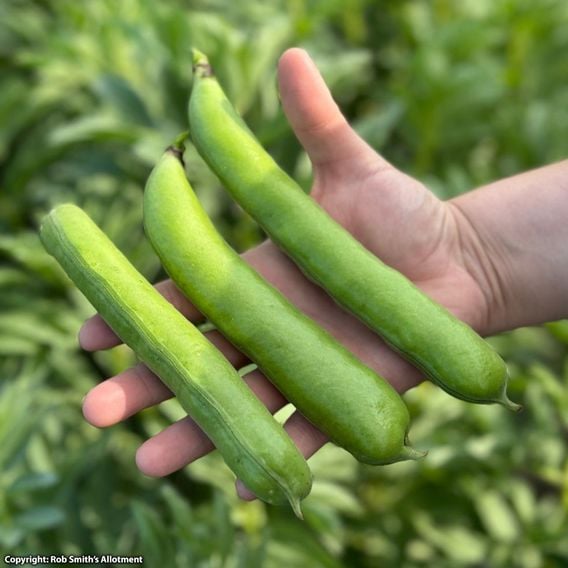 Broad Bean 'Masterpiece Green Longpod' - Seeds