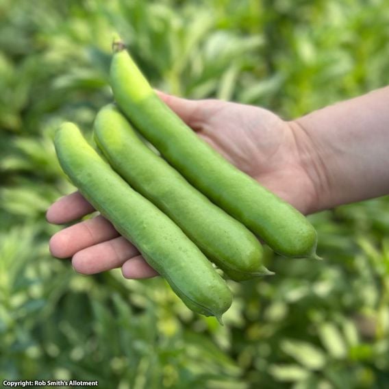 Broad Bean 'Masterpiece Green Longpod' - Seeds