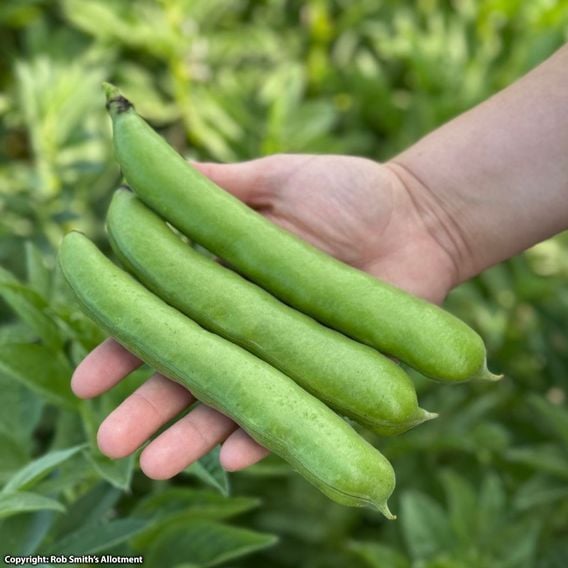 Broad Bean 'Masterpiece Green Longpod' - Seeds