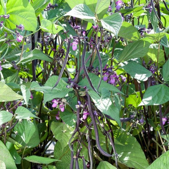 Dwarf French Bean 'Mistik' - Seeds