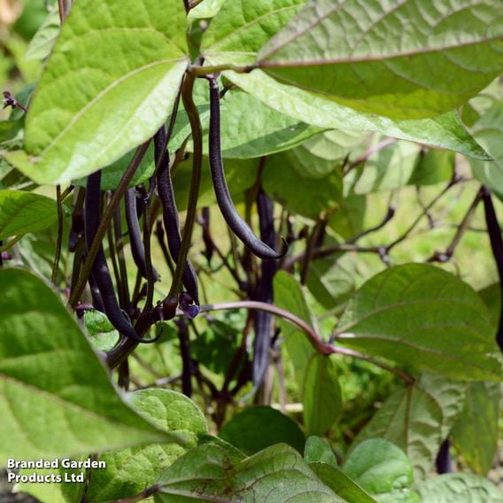 Dwarf French Bean 'Mistik' - Seeds