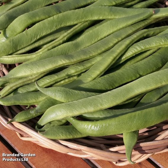 Runner Bean 'Best Of All' - Seeds
