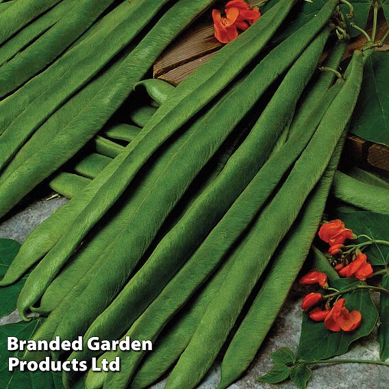 Runner Bean 'Scarlet Empire' - Seeds