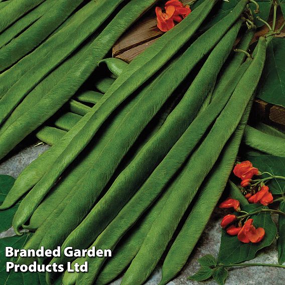 Bean (Runner) Seeds Scarlet Empire