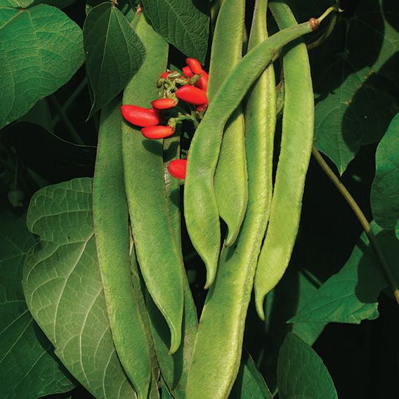 Runner Bean 'Lady Di' - Seeds