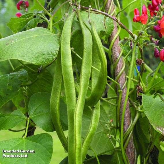 Runner Bean 'Lady Di' - Seeds