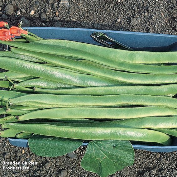 Runner Bean 'Polestar' - Seeds