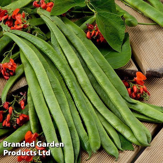 Runner Bean 'Scarlet Empire' - Seeds