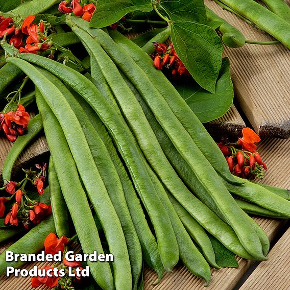 Bean (Runner) Seeds Scarlet Empire