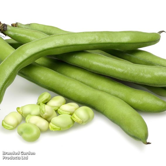 Broad Bean 'Super Aguadulce' - Organic Seeds