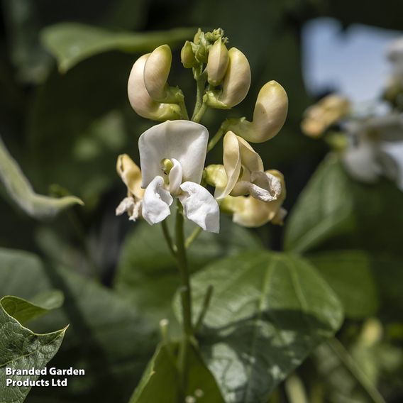 Bean Runner 'White Emergo' - Organic Seeds