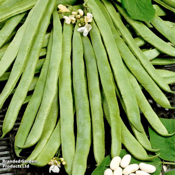 Bean Runner 'White Emergo' - Organic Seeds