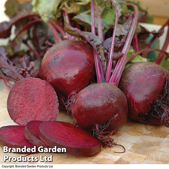 Beetroot Seeds - Boltardy