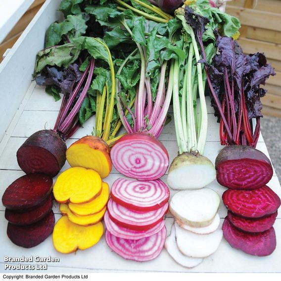Beetroot 'Rainbow Mixed'