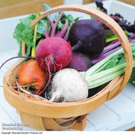 Beetroot 'Rainbow Mixed'