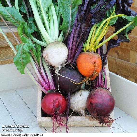 Beetroot 'Rainbow Mixed'