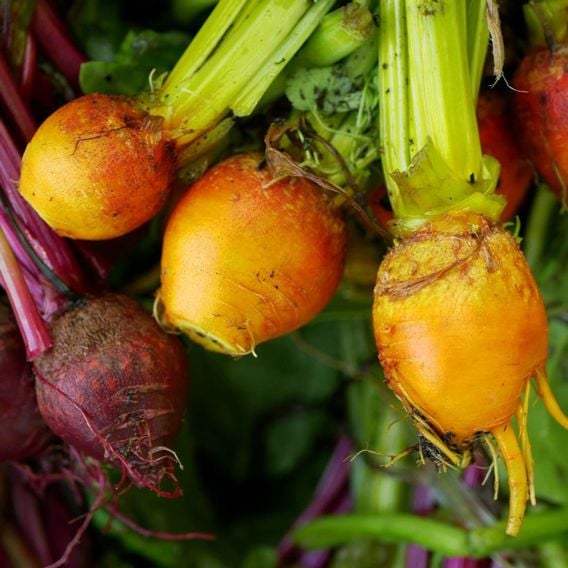 Beetroot 'Burpees Golden' - Seeds