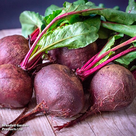 Beetroot 'Detroit 2' - Organic Seeds