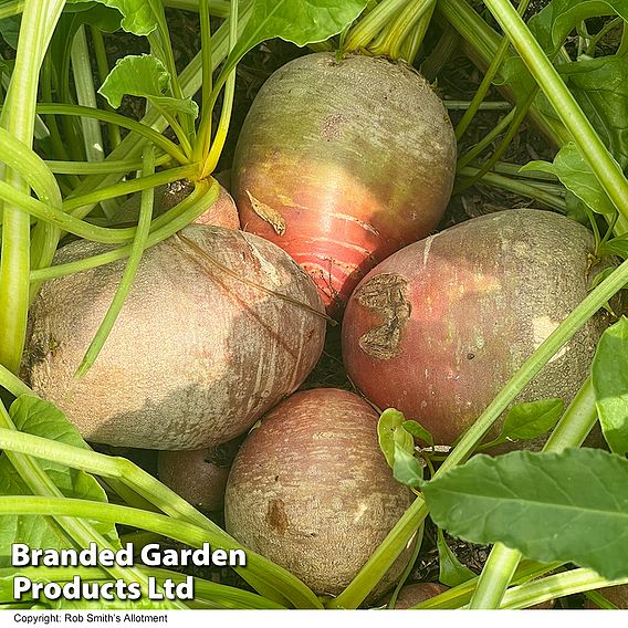 Beetroot 'Golden Eye' - Seeds