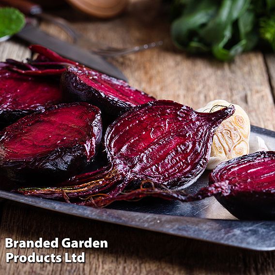 Beetroot Jolie F1 - Seeds
