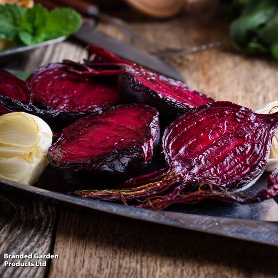 Beetroot 'Jolie' F1 - Gourmet Veg Seeds