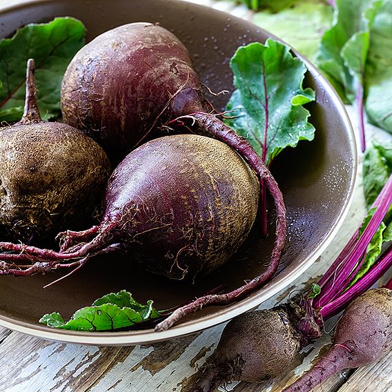 Beetroot Jolie F1 Seeds