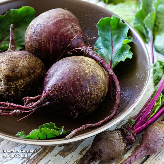 Beetroot 'Jolie' F1 - Gourmet Veg Seeds