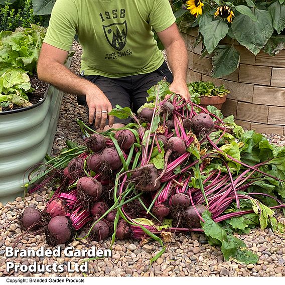 Beetroot Jolie F1 - Seeds