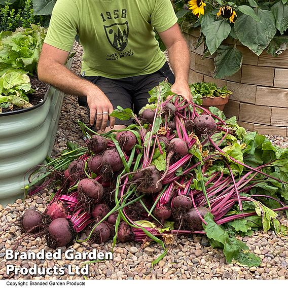 Beetroot Jolie F1 Seeds