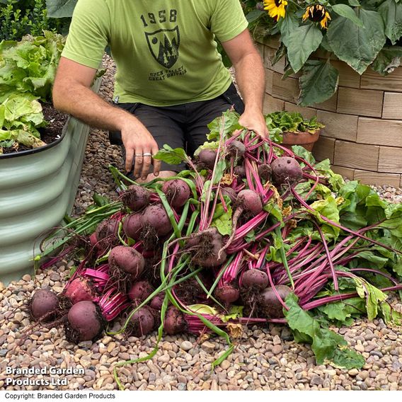 Beetroot 'Jolie' F1 - Gourmet Veg Seeds