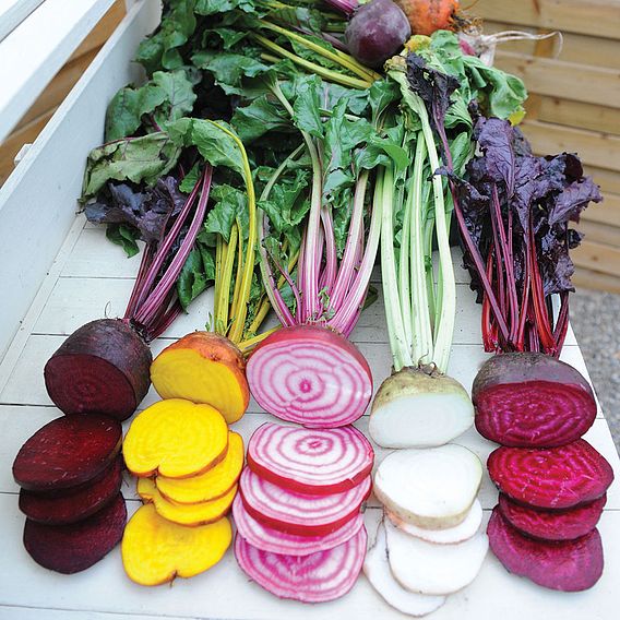 Beetroot 'Rainbow Mix' - Seeds